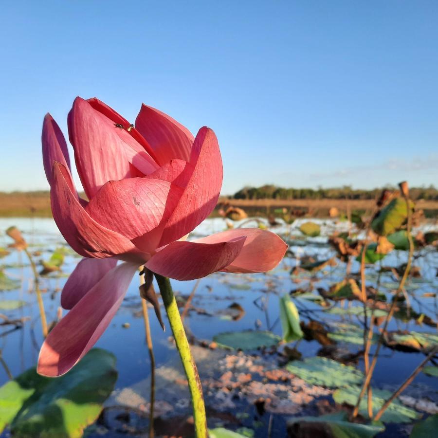 Wild Nature Lodge, Mareeba Wetlands Biboohra المظهر الخارجي الصورة