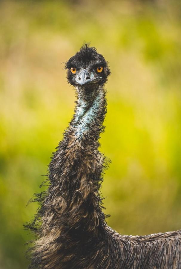 Wild Nature Lodge, Mareeba Wetlands Biboohra المظهر الخارجي الصورة