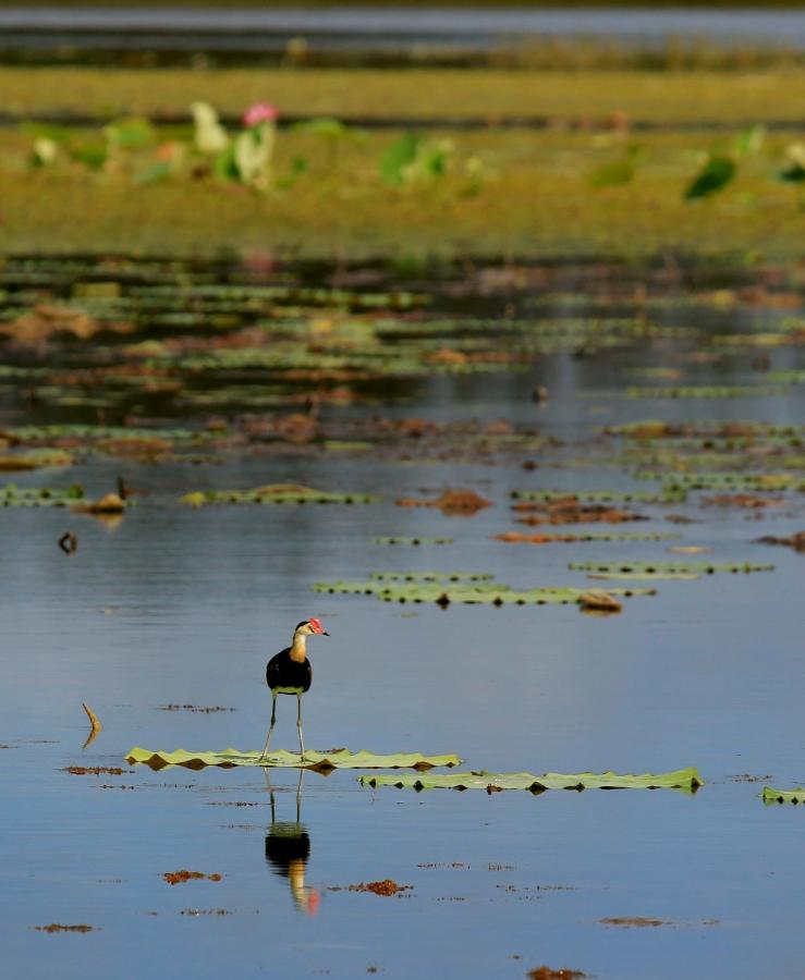 Wild Nature Lodge, Mareeba Wetlands Biboohra المظهر الخارجي الصورة