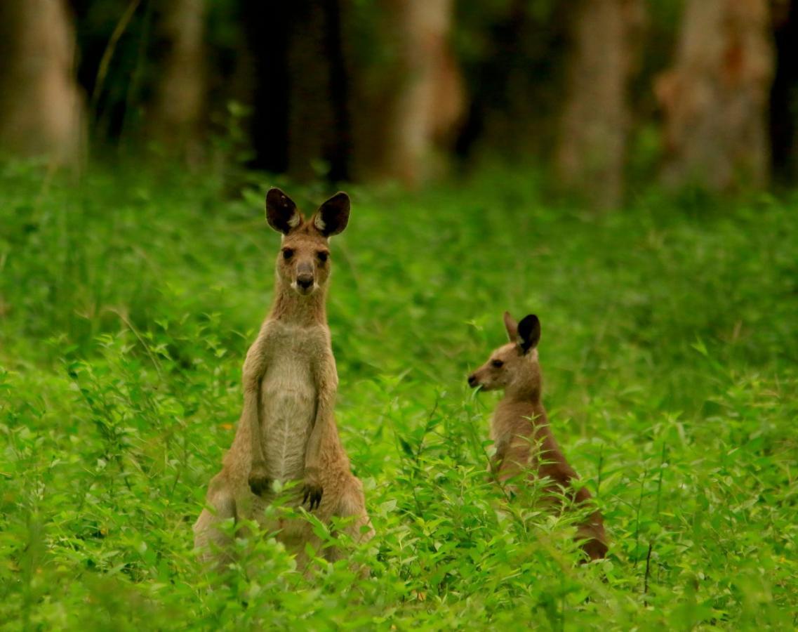 Wild Nature Lodge, Mareeba Wetlands Biboohra المظهر الخارجي الصورة