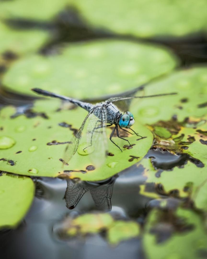 Wild Nature Lodge, Mareeba Wetlands Biboohra المظهر الخارجي الصورة